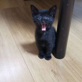 里親募集🐈 − 滋賀県