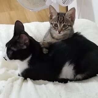 里親募集🐈 - 大津市