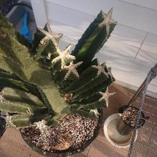柱サボテン鬼面角ブランチの画像