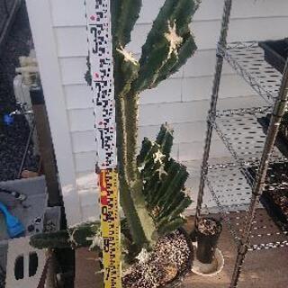 柱サボテン鬼面角ブランチの画像