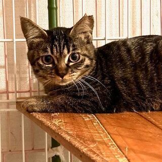ビビりですが、なでなでの練習しました　キジトラ女のコ3カ月　お兄ちゃんと一緒に - 猫