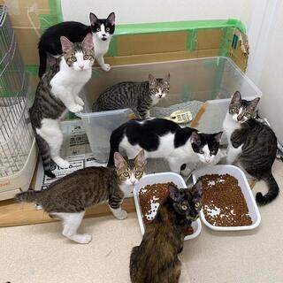 多頭飼育崩壊レスキューの子猫 - 島原市