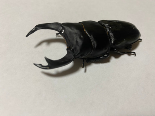 オオクワ83ミリ56ミリ