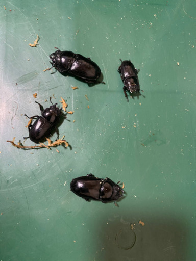 オオクワ4ペアプラス1オス