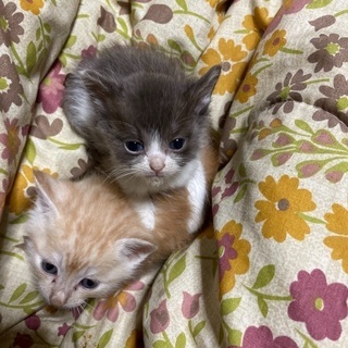 野良猫の仔猫 ⇒ ネズミ+白 生後１ヶ月弱