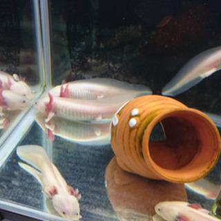 ウーパールーパー幼体の画像