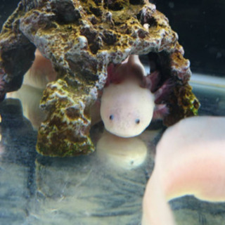 ウーパールーパー幼体の画像