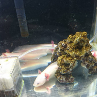 ウーパールーパー幼体の画像