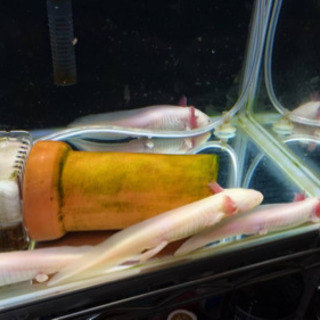 ウーパールーパー幼体の画像