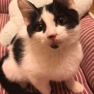 こちらで兄弟2匹一緒で優しい里親様が見つかりました(*^^*)た...