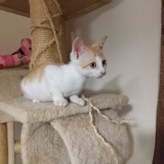 生後3か月くらいの保護猫ちゃんの里親さん募集♪