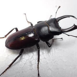 トカラコクワガタ幼虫(カブトムシ・クワガタ)