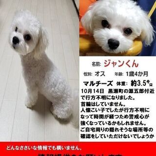 至急※ポスティング、聞き込み