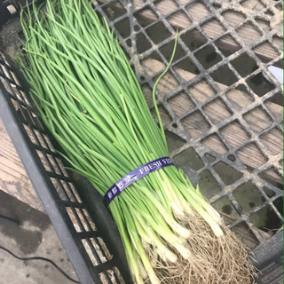 玉ねぎ苗