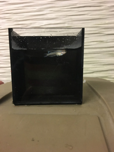 ☆王妃☆LLｻｲｽﾞ メスのみ