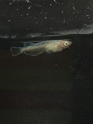 ☆王妃☆LLｻｲｽﾞ メスのみ