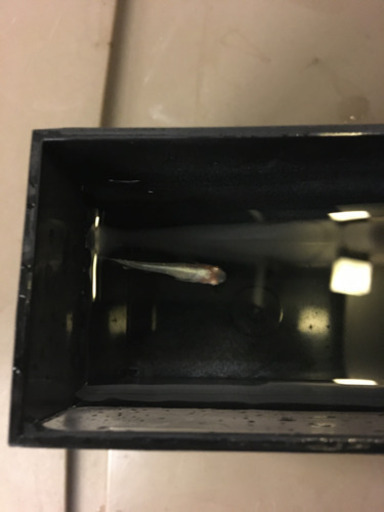 ☆王妃☆LLｻｲｽﾞ メスのみ