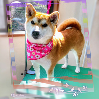 🐶トリミングサロン🐶　わんずほーむ