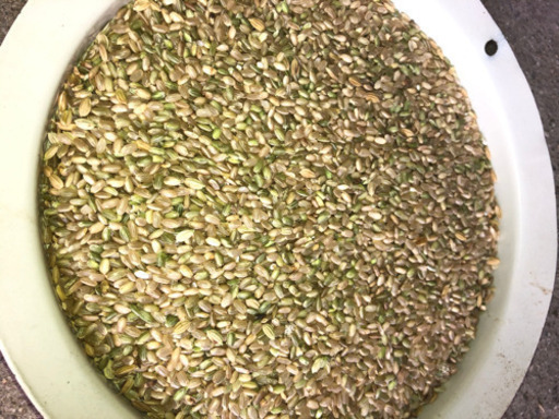 ヒノヒカリ　減農薬　クズMAI 52キロ　食用不可　人気につきあとわずか！