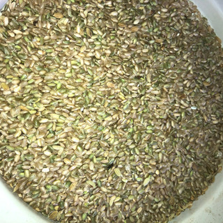 ヒノヒカリ　減農薬　クズMAI 52キロ　食用不可　人気につきあとわずか！の画像