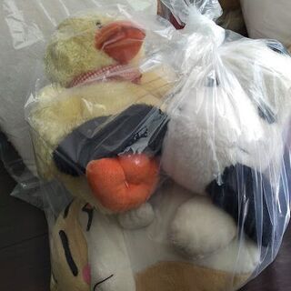 ぬいぐるみ、もらってくださいの画像