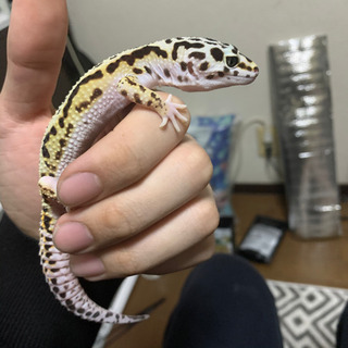 最近休日が暇なのでネッ友増やしたい