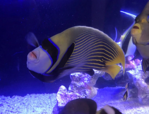 タテジマキンチャクダイ30cm・サザナミヤッコ28cmセット