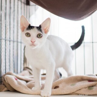 美猫♀4ヶ月♡猫初心者向けラビット - 赤穂郡