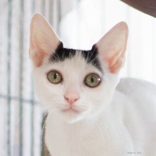 美猫♀4ヶ月♡猫初心者向けラビット