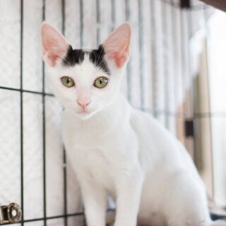 美猫♀4ヶ月♡猫初心者向けラビット - 里親募集