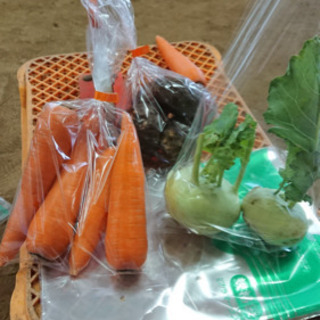 ドライブスルー可！🍅冬野菜の詰め合わせセット🥬