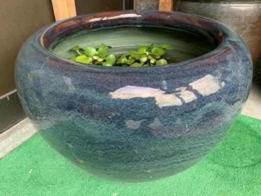メダカ飼育セット①