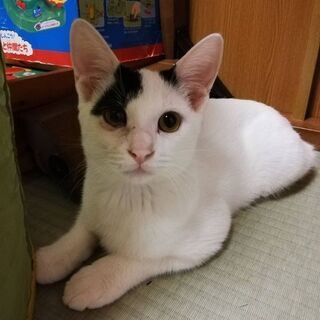 里親さんが見つかりました🙇‍♀️