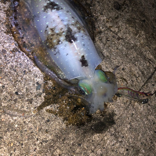 釣りとも募集中
