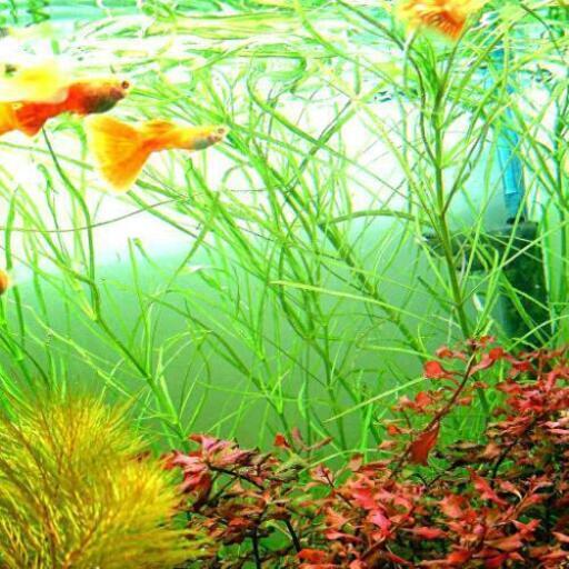アクアリウム RREAフルレッドグッピー 熱帯魚