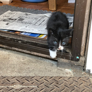 9月10日頃に産まれた野良の仔猫です - 猫