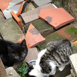 9月10日頃に産まれた野良の仔猫です − 兵庫県