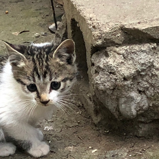 9月10日頃に産まれた野良の仔猫です