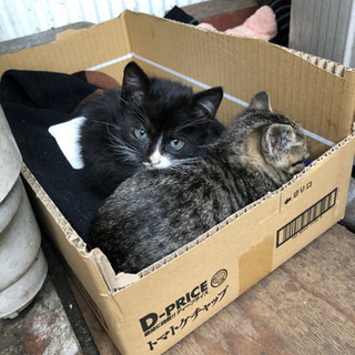 9月10日頃に産まれた野良の仔猫です - 姫路市
