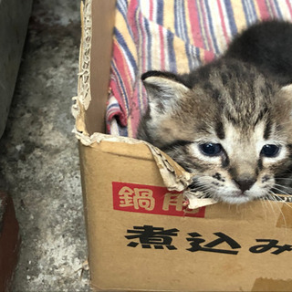 9月10日頃に産まれた野良の仔猫です - 里親募集