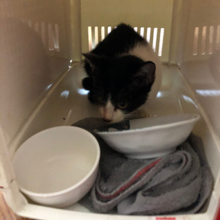 野良猫保護中の画像