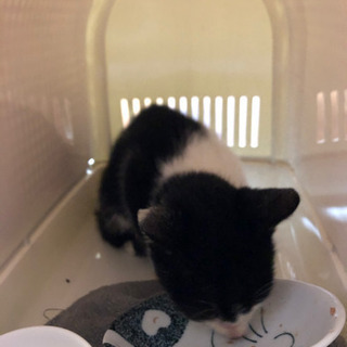 野良猫保護中 - 猫