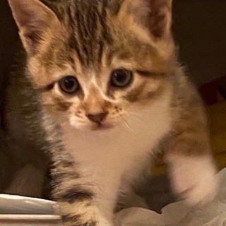 キジトラ仔猫