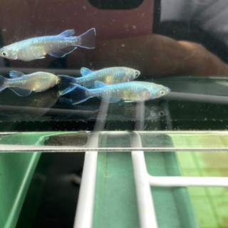メダカ極龍　オス2メス3 値下げの画像
