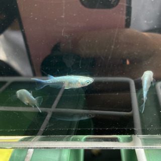 メダカ極龍　オス2メス3 値下げの画像