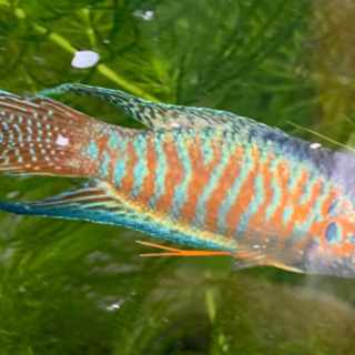 琉球闘魚パラダイスフィッシュ タイワンキンギョ（改） (レキオス