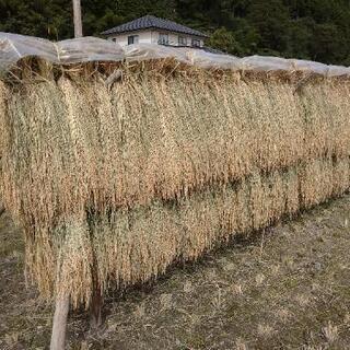 稲  藁 わら  (有機無農薬) 1把の画像