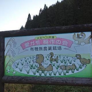 稲  藁 わら  (有機無農薬) 1把の画像