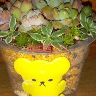 ミニミニ多肉植物寄せ植え