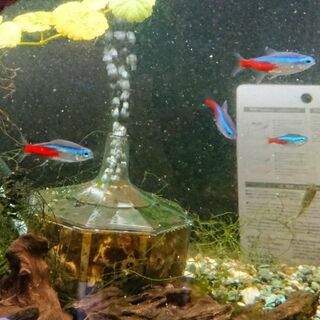 熱帯魚